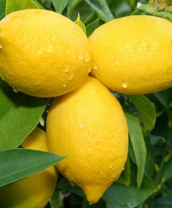 Citrón 'Limon'