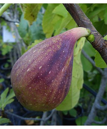 Figovník ‘Peretta’